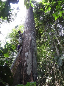 A high number of trees in these plots require a ladder (photo: Lan Qie, Sabah, 2013-14)